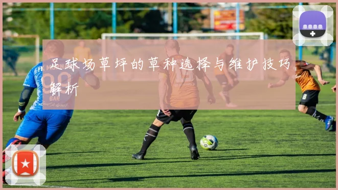 足球场草坪的草种选择与维护技巧解析